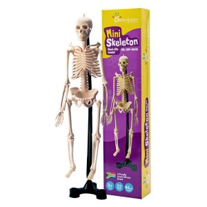 Greenbean – Mini Skeleton