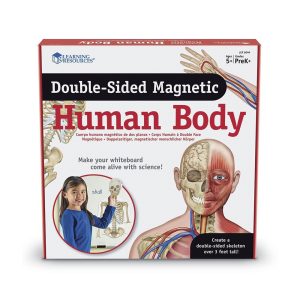 Learning Resources – Double Sided Magnetic Human Body Demonstration Set